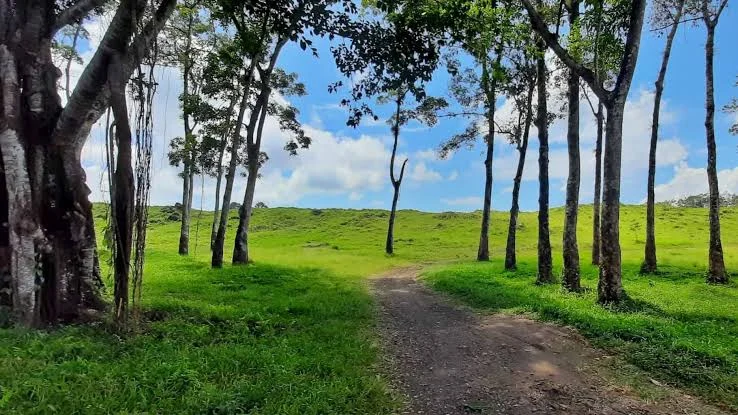Pemandangan luas kebun karet dan kopi dari ketinggian di Agrowisata Kaliklatak Banyuwangi