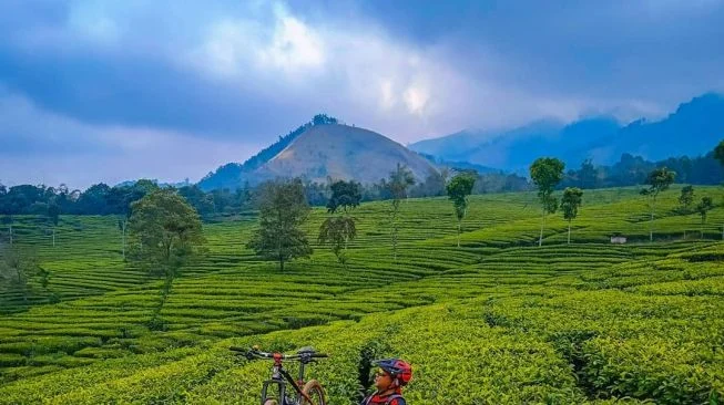 Kebun Teh Wonosari menawarkan kombinasi antara keindahan alam, edukasi, dan rekreasi yang cocok untuk semua kalangan