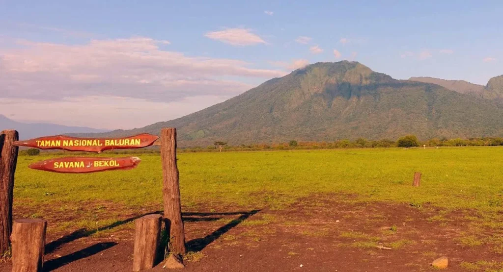 Pemandangan sabana luas dan Gunung Baluran di Taman Nasional Baluran Situbondo